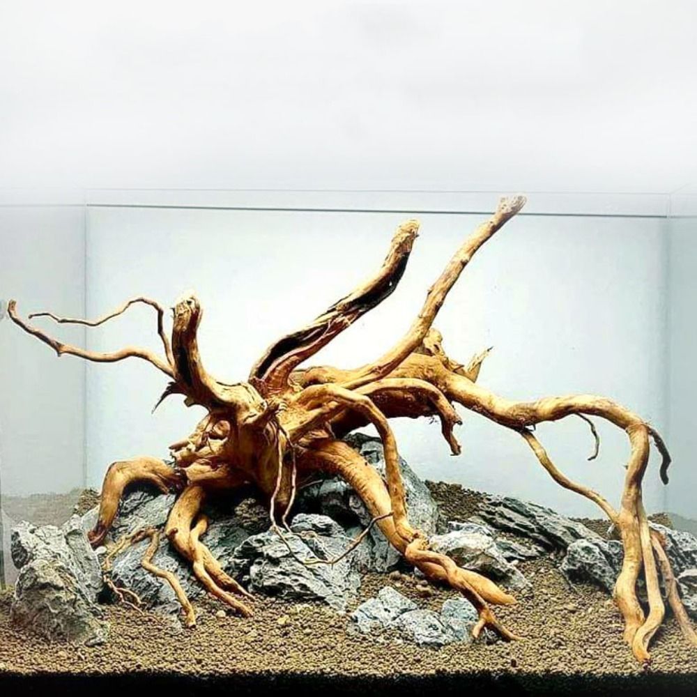 Natural Tree Trunk Aquarium De - đánh giá và giá Marine Aquarium Hobby