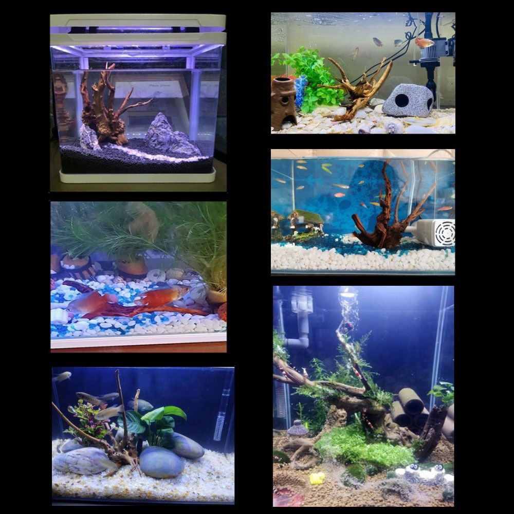 Natural Tree Trunk Aquarium De - đánh giá và giá Marine Aquarium Hobby