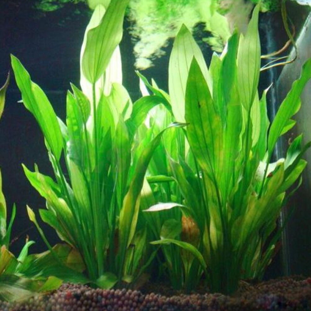 15cm Artificial Aquarium Decor - đánh giá và giá Marine Aquarium Hobby