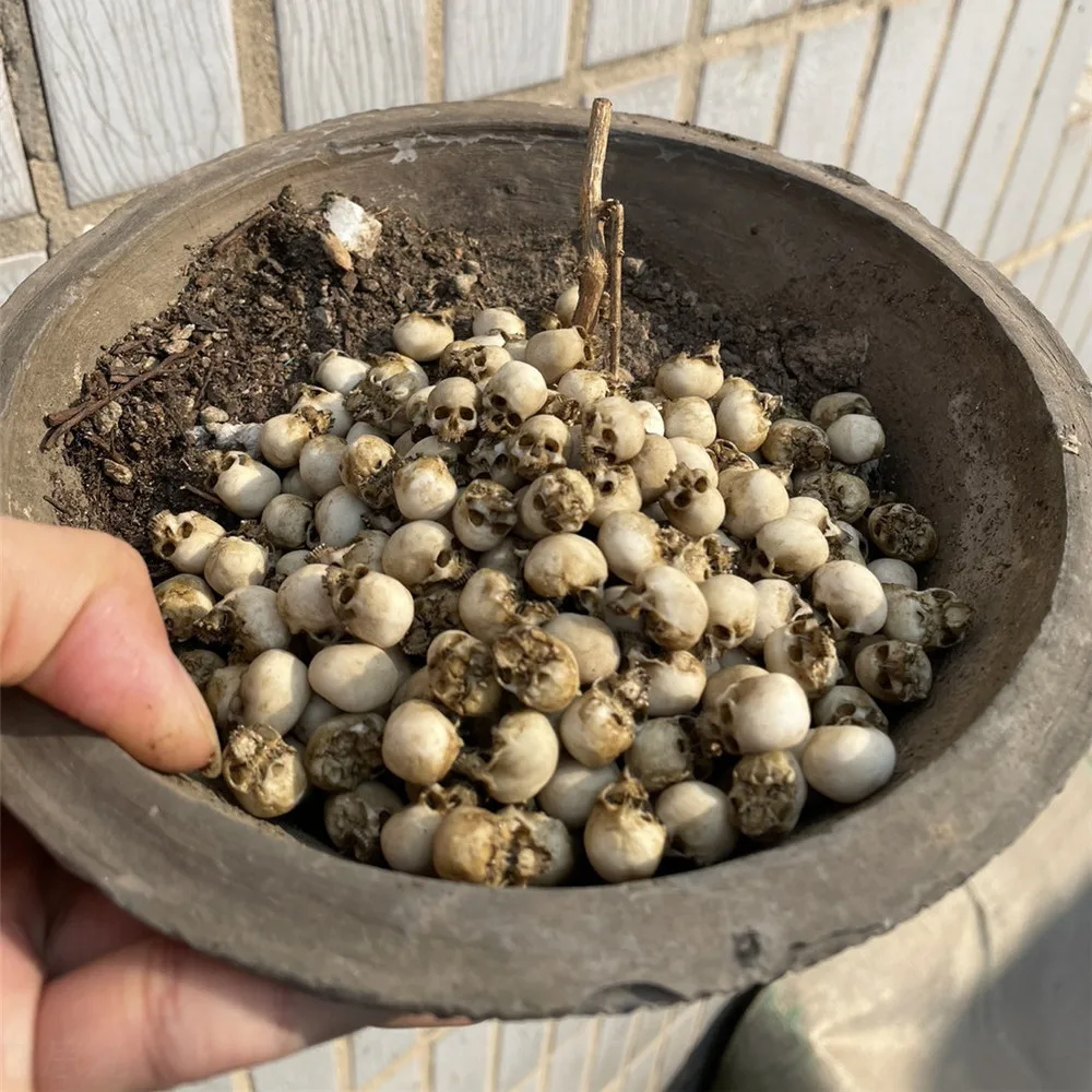 Mini Skull High Quality Miniat - đánh giá và giá Marine Aquarium Mini